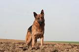BERGER ALLEMAND 1346